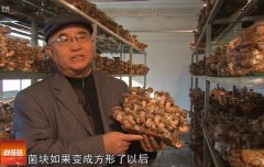 [科技苑]孙建国香菇菌棒纳米膜全氧发菌技术可提高产量30%