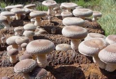 春季香菇栽培技术及注意事项