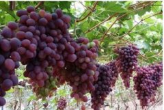 浙江长兴种植葡萄控产提质每亩产值达到1万元