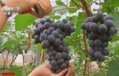 [科技苑]葡萄种植：把好细节种出好葡萄