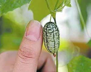 拇指西瓜怎么种？拇指西瓜的种植方法