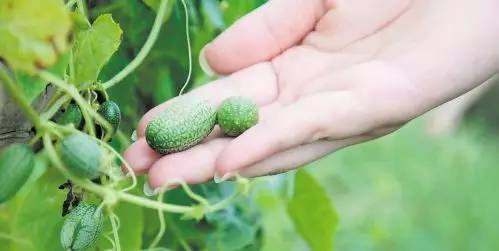拇指西瓜怎么种？拇指西瓜的种植方法