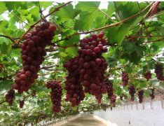 葡萄种植怎样施肥